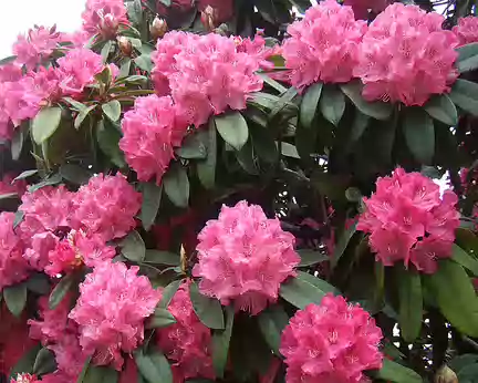 DSCF5632 Rhododendron
